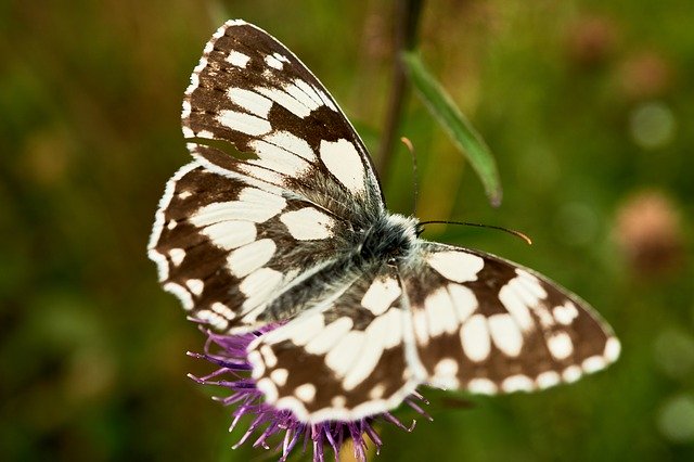 Free download Checkered Butterfly Nature Macro -  free photo or picture to be edited with GIMP online image editor