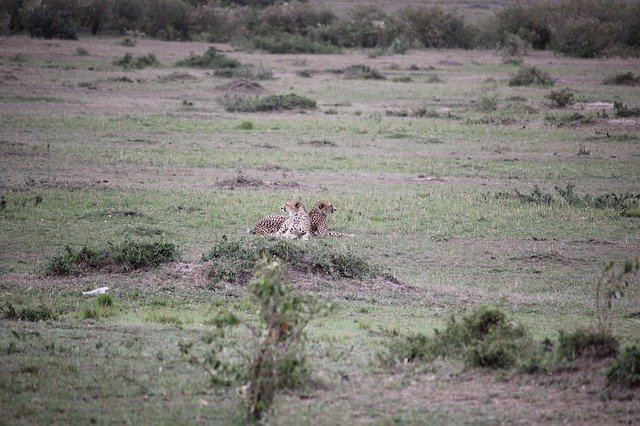 Free download Cheetah Africa -  free photo or picture to be edited with GIMP online image editor