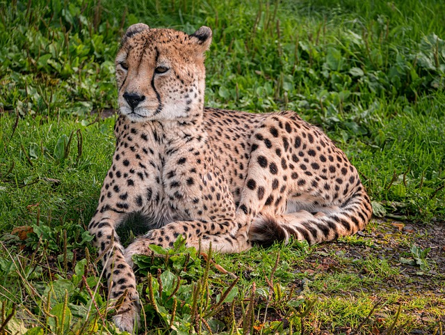 Free download cheetah animal big cat mammal free picture to be edited with GIMP free online image editor