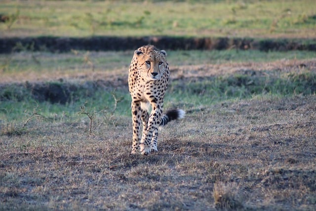 Free download cheetah animal safari africa kenya free picture to be edited with GIMP free online image editor