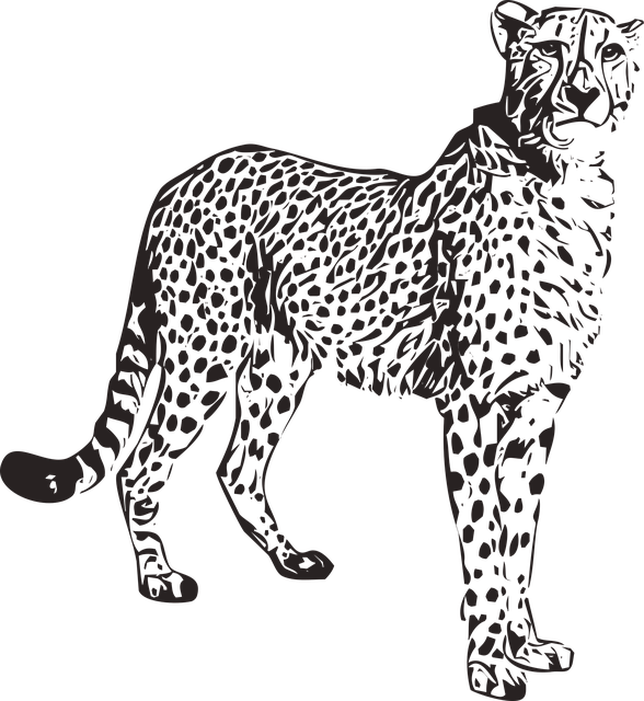 Free download Cheetah Animal Wild - Free vector graphic on Pixabay free illustration to be edited with GIMP free online image editor