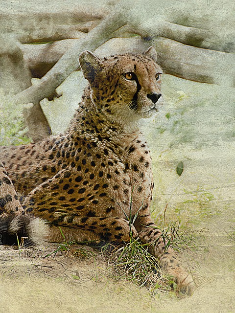 Free download cheetah cat predator wild beast free picture to be edited with GIMP free online image editor