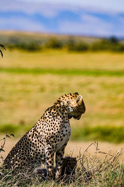 Free download cheetah cub feline mammal field free picture to be edited with GIMP free online image editor