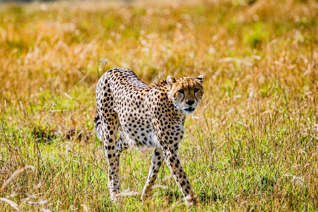 Free download cheetah feline cub mammal free picture to be edited with GIMP free online image editor