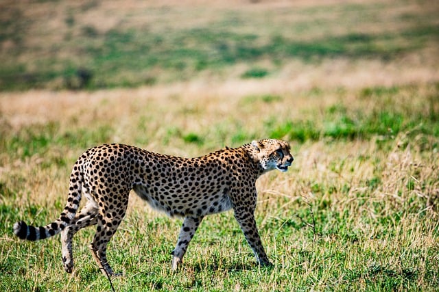 Free download cheetah feline mammal field free picture to be edited with GIMP free online image editor