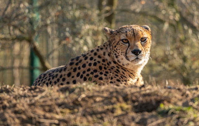 Free download cheetah portrait cat head spots free picture to be edited with GIMP free online image editor