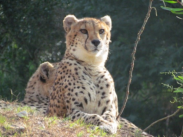 Free download Cheetahs Cat Africa -  free photo or picture to be edited with GIMP online image editor