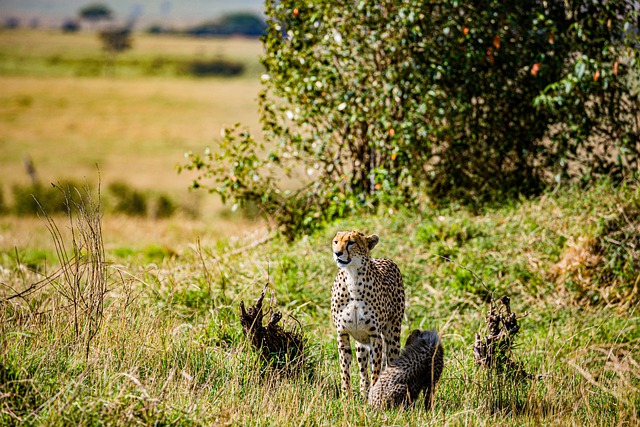 Free download cheetahs cub felines mammals field free picture to be edited with GIMP free online image editor