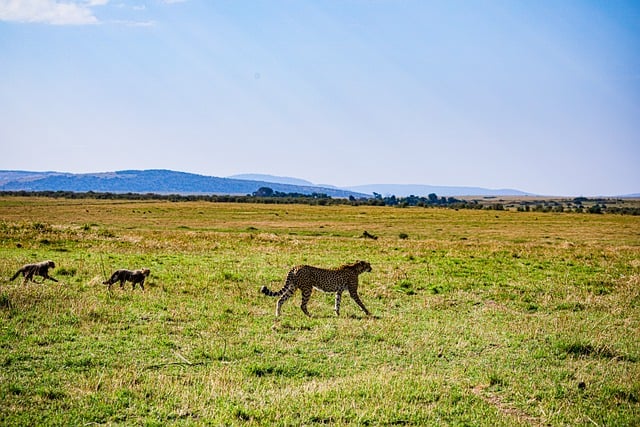 Free download cheetahs cubs felines mammals free picture to be edited with GIMP free online image editor