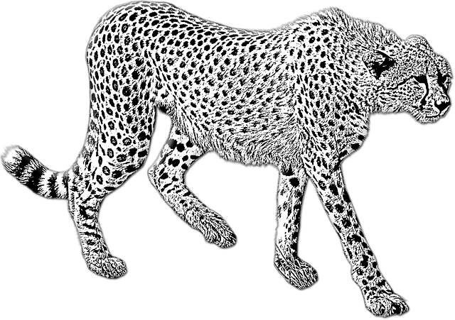 Free download Cheetah Walking Wild Cat -  free illustration to be edited with GIMP free online image editor