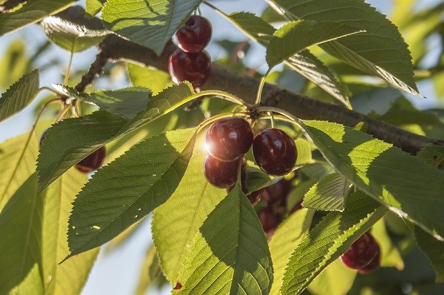 Free download Cherries Cherry Tree -  free photo or picture to be edited with GIMP online image editor