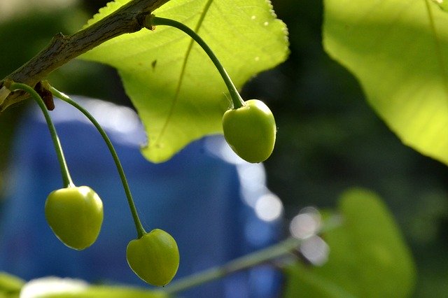 Free download Cherries Spring Summer Fruit -  free photo or picture to be edited with GIMP online image editor