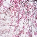 Cherry Blossom 4K  screen for extension Chrome web store in OffiDocs Chromium