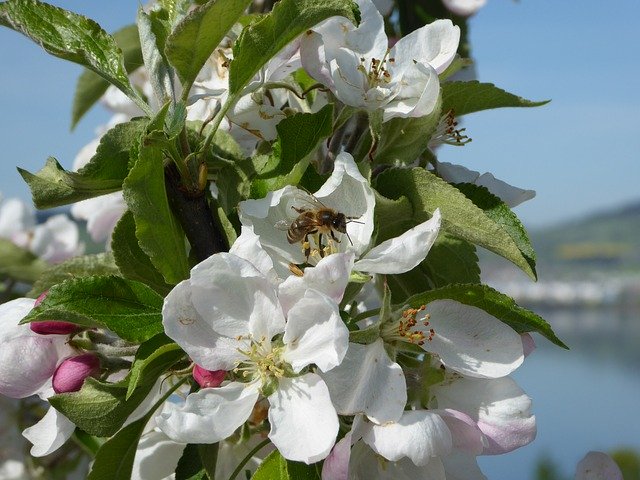 Free download Cherry Blossom Bloom -  free photo or picture to be edited with GIMP online image editor