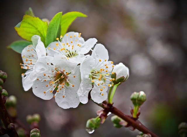 Free download Cherry Blossom Cerezo -  free photo or picture to be edited with GIMP online image editor