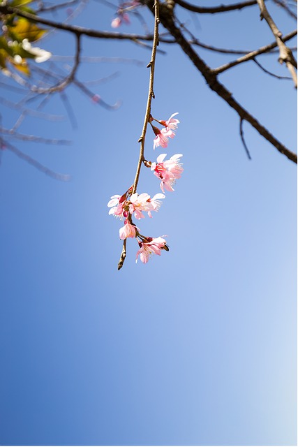 Free download cherry blossom da lat city vietnam free picture to be edited with GIMP free online image editor