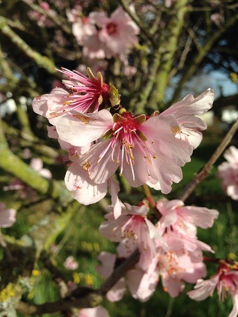 Tải xuống miễn phí Cherry Blossom Flower Pink - ảnh hoặc ảnh miễn phí được chỉnh sửa bằng trình chỉnh sửa ảnh trực tuyến GIMP