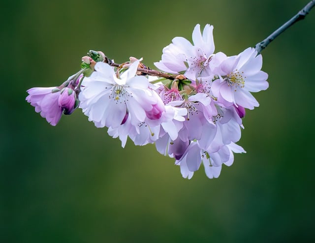 Free download cherry blossom flowers spring bloom free picture to be edited with GIMP free online image editor