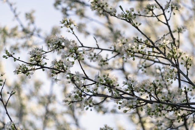 Free download Cherry Blossom Flower Tree -  free photo or picture to be edited with GIMP online image editor