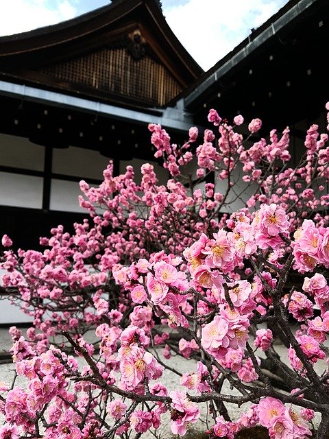 Free download Cherry Blossom Japan Kyoto -  free photo or picture to be edited with GIMP online image editor