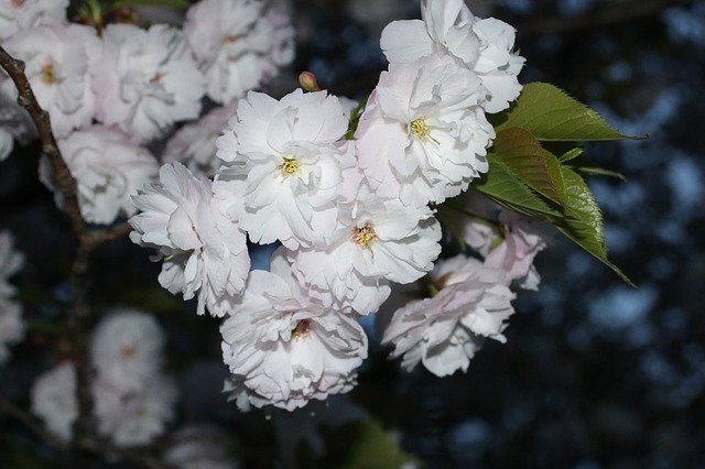 Free download Cherry Blossom Japan Sakura -  free photo or picture to be edited with GIMP online image editor