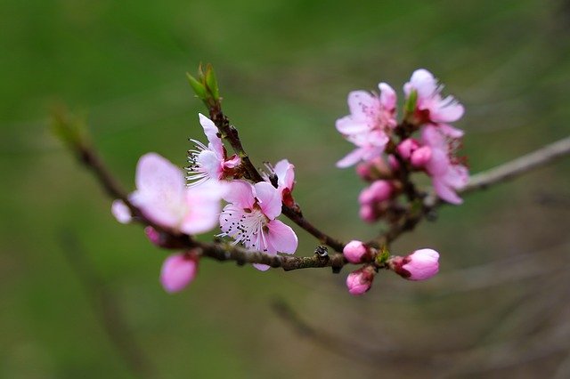 Free download Cherry Blossom Nature Plant -  free photo or picture to be edited with GIMP online image editor