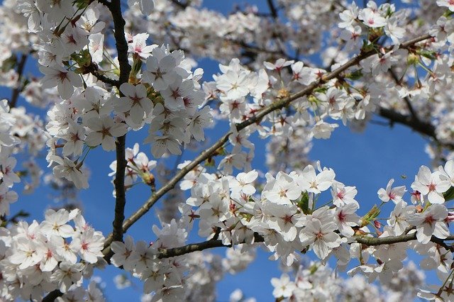 Free download Cherry Blossom Nature Spring -  free photo or picture to be edited with GIMP online image editor