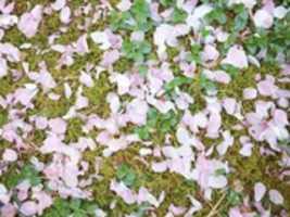 Free download Cherry blossom petals on moss free photo or picture to be edited with GIMP online image editor