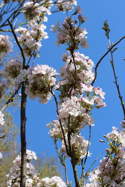 Free download Cherry Blossom Pink Tree -  free photo or picture to be edited with GIMP online image editor