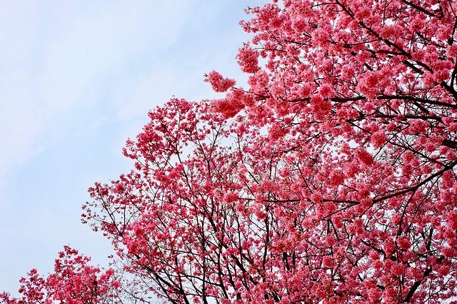 Free download Cherry Blossom Pink Trees Full -  free photo or picture to be edited with GIMP online image editor