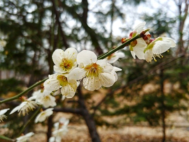 Free download Cherry Blossom Sakura Spring -  free photo or picture to be edited with GIMP online image editor