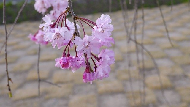 Free download Cherry Blossoms Arboretum Plant -  free photo or picture to be edited with GIMP online image editor