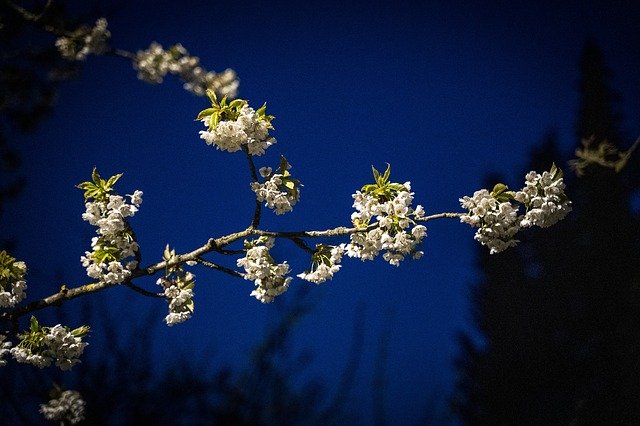 Free download Cherry Blossoms Branch Flowers -  free photo or picture to be edited with GIMP online image editor