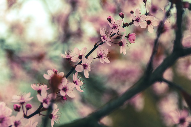 Free download cherry blossoms flowers petals tree free picture to be edited with GIMP free online image editor