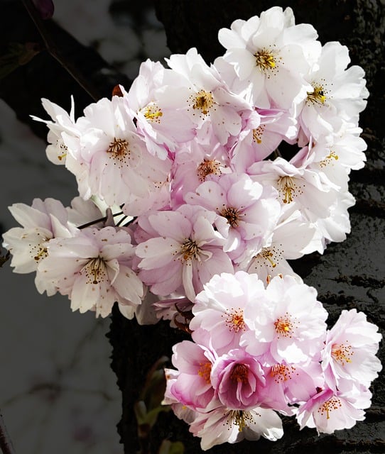 Free download cherry blossoms flowers pink flowers free picture to be edited with GIMP free online image editor