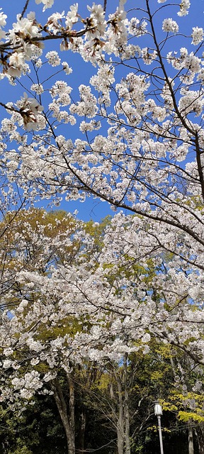 Free download cherry blossoms flowers tree free picture to be edited with GIMP free online image editor