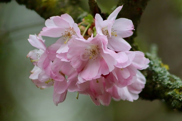 Free download cherry blossoms higan cherry free picture to be edited with GIMP free online image editor