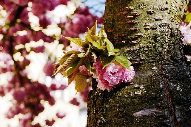 Free download Cherry Blossoms Japanese -  free photo or picture to be edited with GIMP online image editor