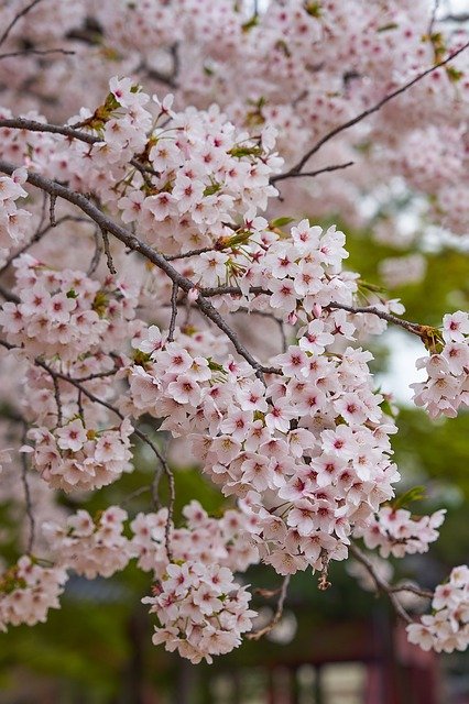 Téléchargement gratuit Cherry Blossom South Korea Flower - photo ou image gratuite à éditer avec l'éditeur d'images en ligne GIMP