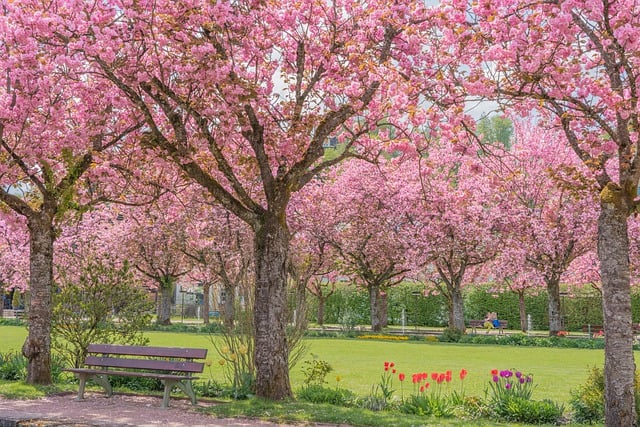 Free download cherry blossoms park bench free picture to be edited with GIMP free online image editor