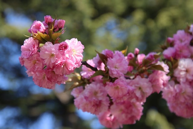 Free download cherry blossoms pink flowers flowers free picture to be edited with GIMP free online image editor