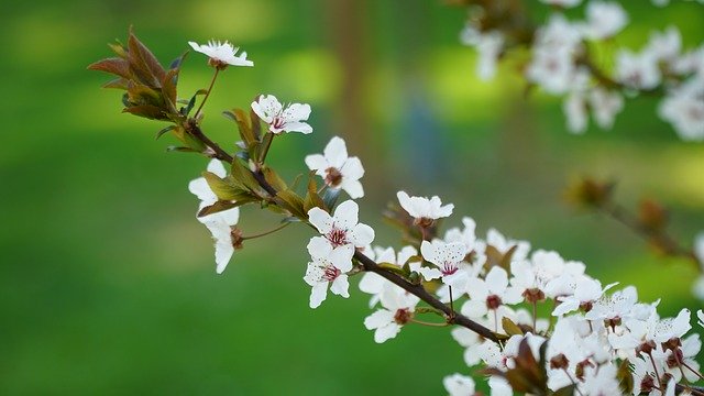 Free download Cherry Blossom Spring Flowering -  free photo or picture to be edited with GIMP online image editor