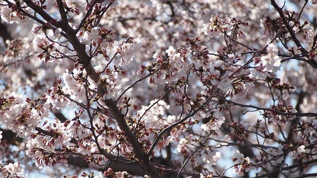 Free download Cherry Blossoms Sakura Pink -  free photo or picture to be edited with GIMP online image editor