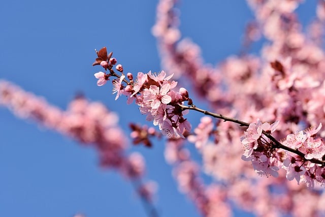 Free download cherry blossoms tree branch free picture to be edited with GIMP free online image editor