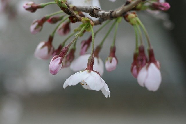 Free download Cherry Blossoms Tree Spring -  free photo or picture to be edited with GIMP online image editor