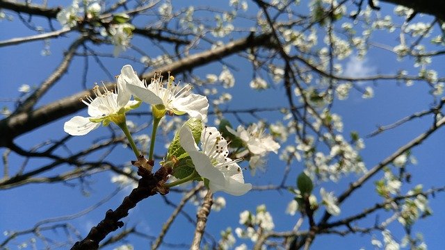 Free download Cherry Blossoms White Flower -  free photo or picture to be edited with GIMP online image editor