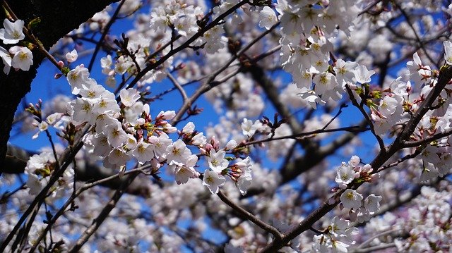 Free download Cherry Blossom Tree -  free photo or picture to be edited with GIMP online image editor