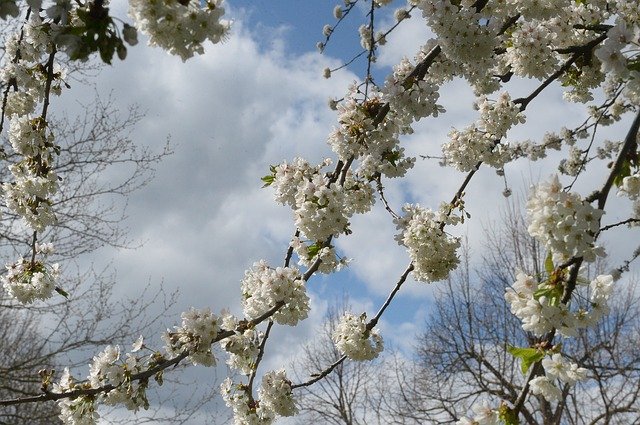 Free download Cherry Blossom Tree Branch -  free photo or picture to be edited with GIMP online image editor