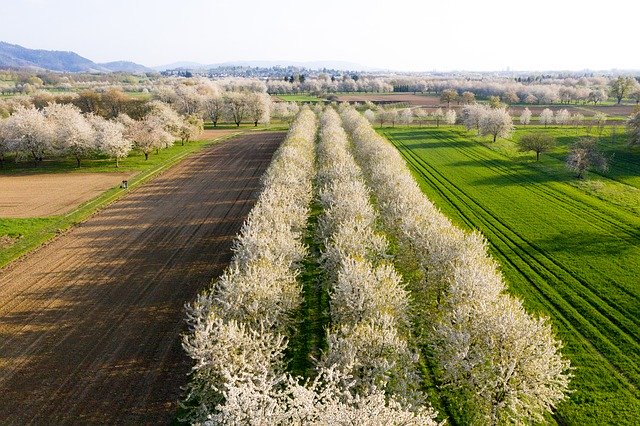 Free download Cherry Blossom Trees -  free photo or picture to be edited with GIMP online image editor