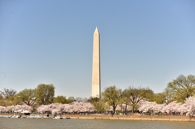 Free download Cherry Blossom Washington Dc -  free photo or picture to be edited with GIMP online image editor